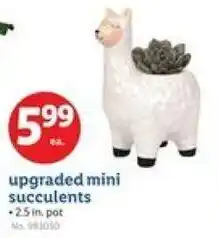 Lidl Upgraded mini succulents offer