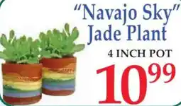 Market Basket Navajo Sky Jade Plant offer