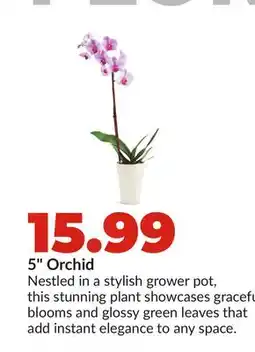 Hy-Vee 5 Orchid offer