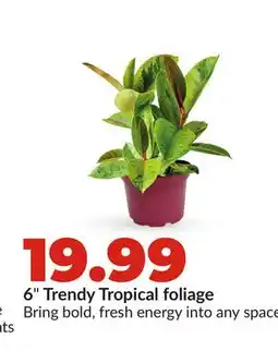 Hy-Vee 6 Trendy Tropical foliage offer