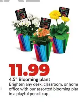 Hy-Vee 4.5 Blooming plant offer
