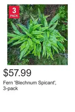 Costco Fern 'Blechnum Spicant', 3-pack offer