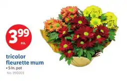 Lidl tricolor fleurette mum offer