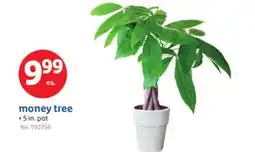 Lidl money tree offer