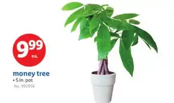 Lidl money tree offer