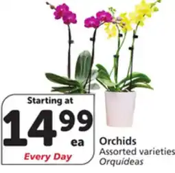 Albertsons Orchids offer