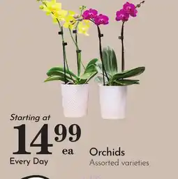 Pavilions Orchids offer