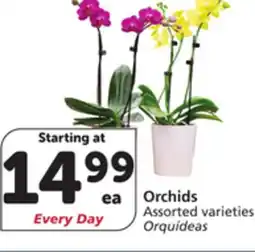 Vons Orchids offer
