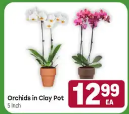 Tony’s Fresh Market Orchids in Clay Pot offer