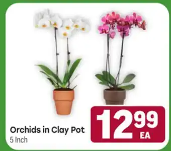 Tony’s Fresh Market Orchids in Clay Pot offer