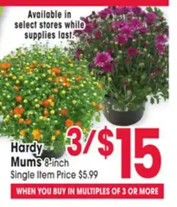Jewel-Osco Hardy Mums offer