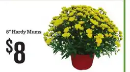 Mariano's 8 Hardy Mums offer