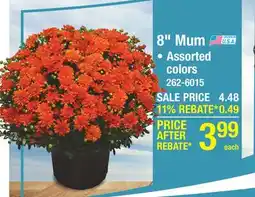 Menards 8 Mum offer