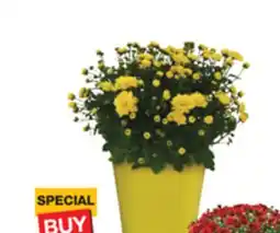The Home Depot Quart Mum offer