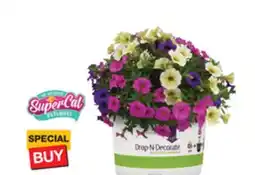 The Home Depot SUPERCAL #10 Drop-N-Decorate Long-lasting color for your container garden offer