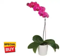 The Home Depot 5 Orchid in Ceramic Container offer