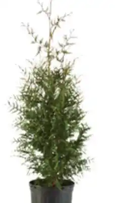 The Home Depot Green Giant Arborvitae offer
