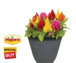 The Home Depot 14 Fall Planter Colorful flowers offer