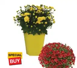 The Home Depot Pint Mum offer