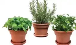 The Home Depot BURPEE 6 Capello Herbs offer