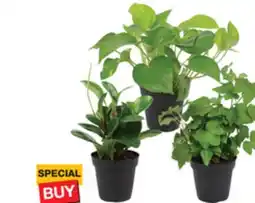 The Home Depot 4 Select Tropical Plants offer