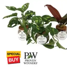 The Home Depot PROVEN WINNERS Leafjoy H2O Bowl offer