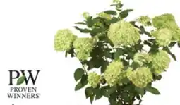 The Home Depot PROVEN WINNERS 2-Gallon Shrubs offer