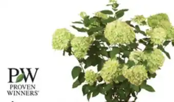 The Home Depot PROVEN WINNERS 2-Gallon Shrubs offer