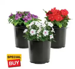 The Home Depot 2.5-Quart Vinca offer