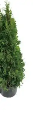 The Home Depot 7-Gallon Emerald Green Arborvitae offer