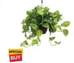 The Home Depot 8 Foliage Hanging Baskets offer