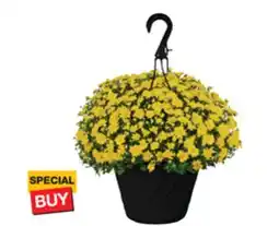 The Home Depot 10 Mum Hanging Basket offer