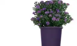 The Home Depot 2-Gallon Color Pot Perennials offer