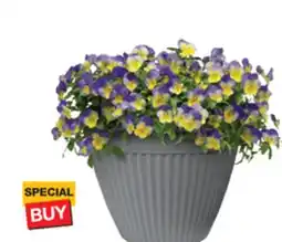 The Home Depot 8.25 Fall Planter offer