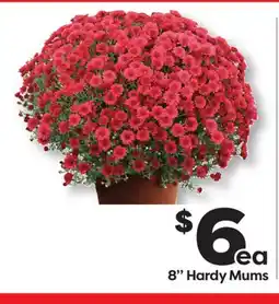 Weis Markets 8 Hardy Mums offer