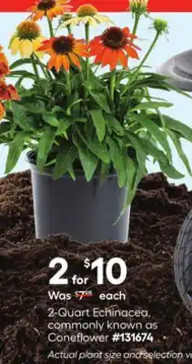 Lowe's 2-Quart Echinacea, commonly known as Coneflower offer