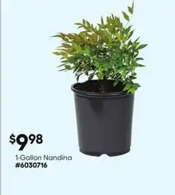 Lowe's 1-Gallon Nandina offer