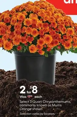 Lowe's Select 3-Quart Chrysanthemums, commonly known as Mums offer