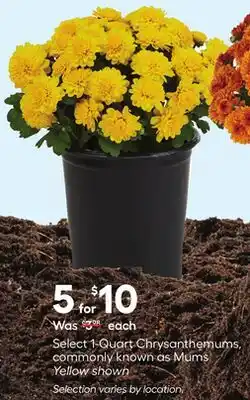 Lowe's Select 1-Quart Chrysanthemums, commonly known as Mums offer