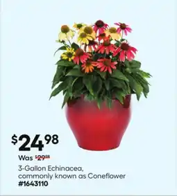 Lowe's 3-Gallon Echinacea, commonly known as Coneflower offer