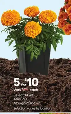 Lowe's Select 1-Pint Annuals offer