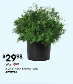 Lowe's 3.25-Gallon Foxtail Fern offer