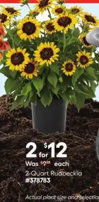 Lowe's 2-Quart Rudbeckia offer