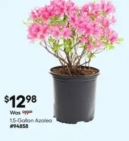 Lowe's 1.5-Gallon Azalea offer