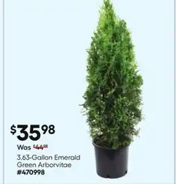 Lowe's 3.63-Gallon Emerald Green Arborvitae offer