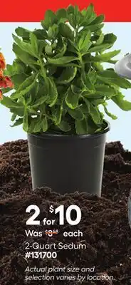 Lowe's 2-Quart Sedum offer