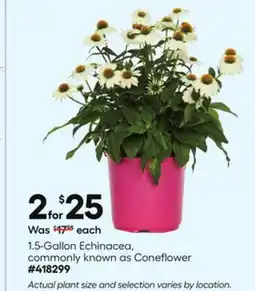 Lowe's 1.5-Gallon Echinacea offer