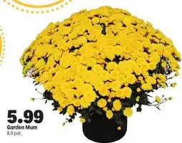 Meijer Garden Mum offer