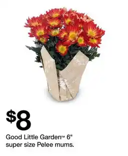 Target Good Little Garden 6 super size Pelee mums offer