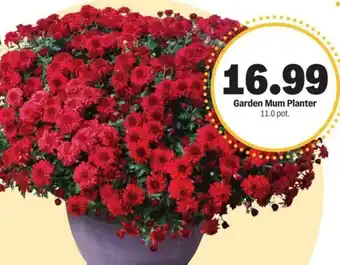 Meijer Garden mum planter offer